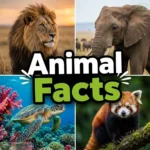 animal_facts