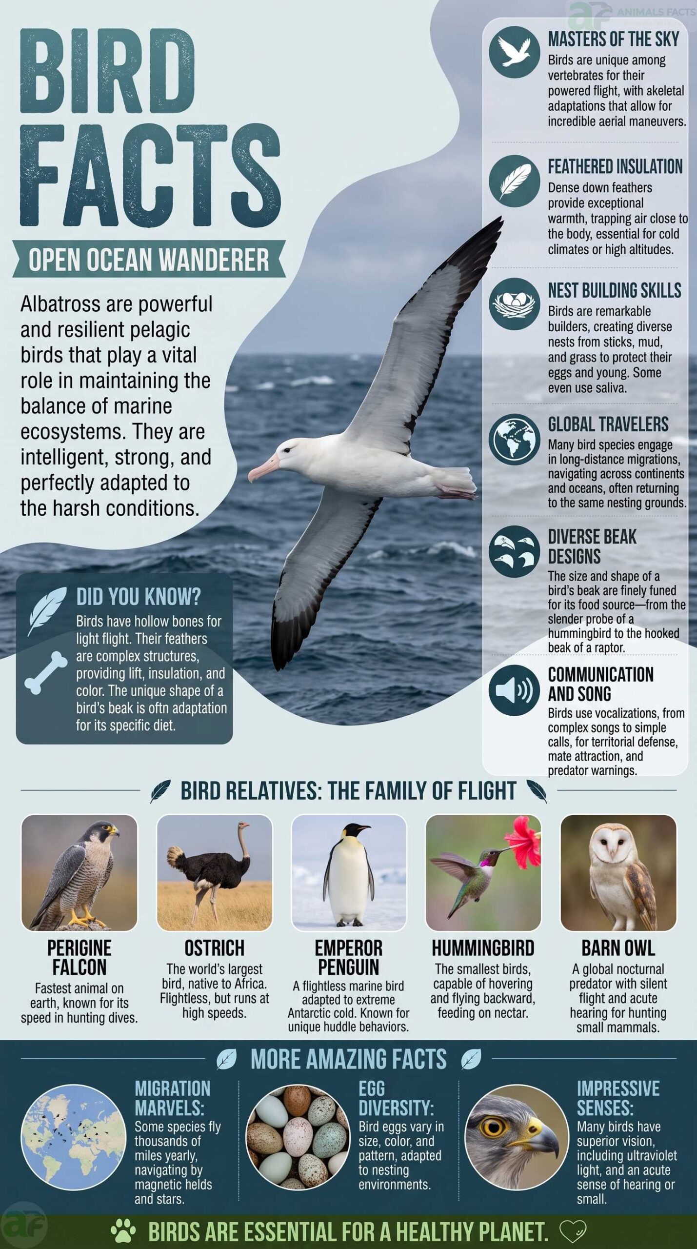 bird facts portrait