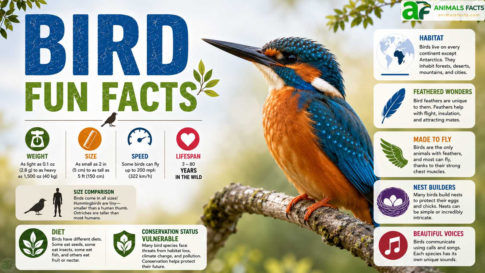 bird fun facts