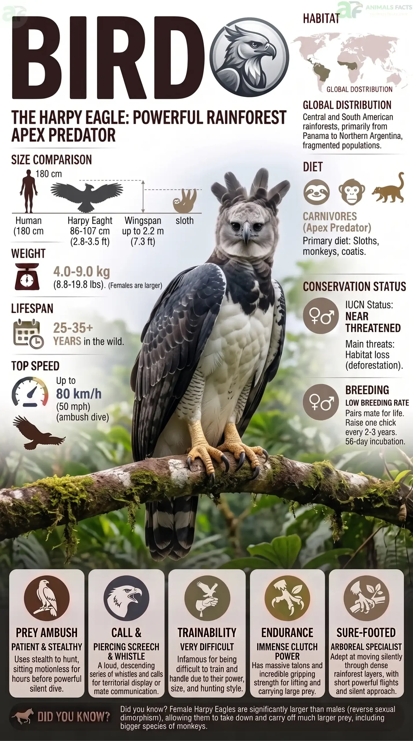 facts about bird
