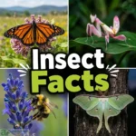 insect facts
