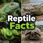 reptile facts
