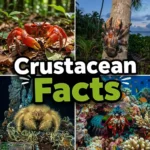 crustacean facts