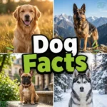 dog facts