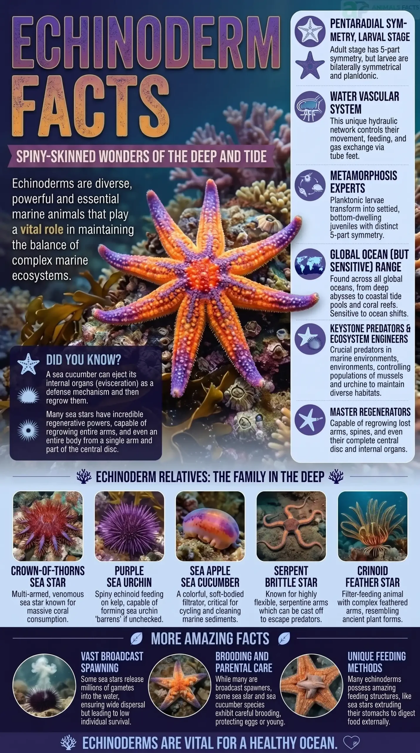 Echinoderm Facts for Kids