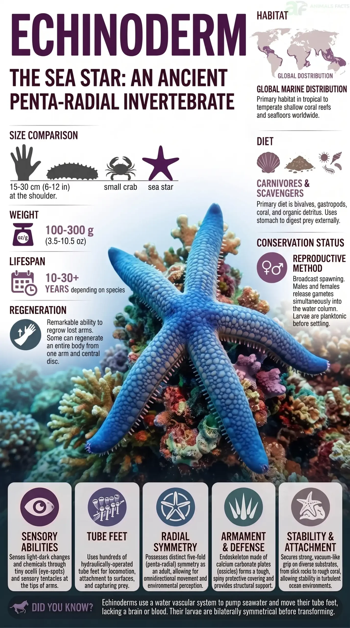 echinoderm portrait