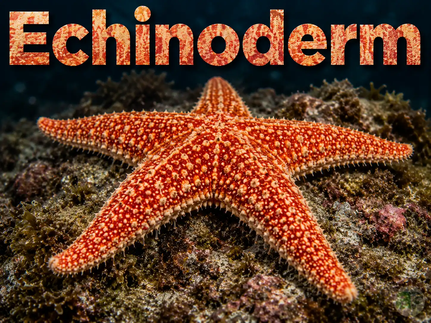 echinoderm