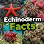 echinoderm facts