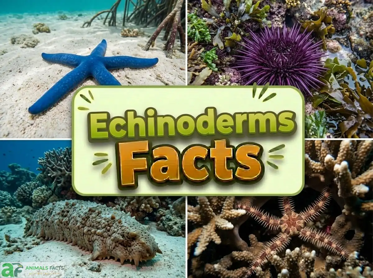 echinoderms facts
