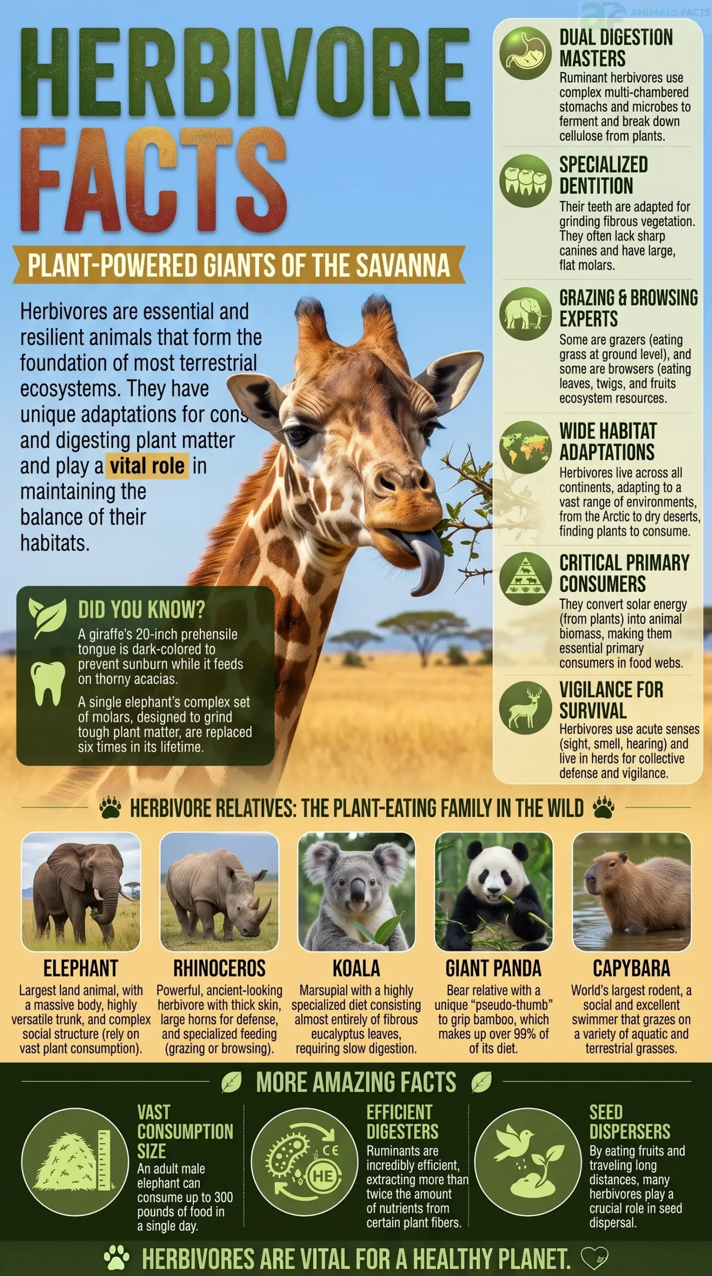 herbivore facts for kids
