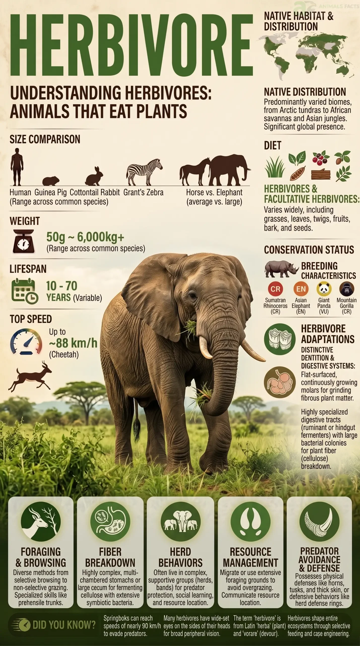 herbivore portrait