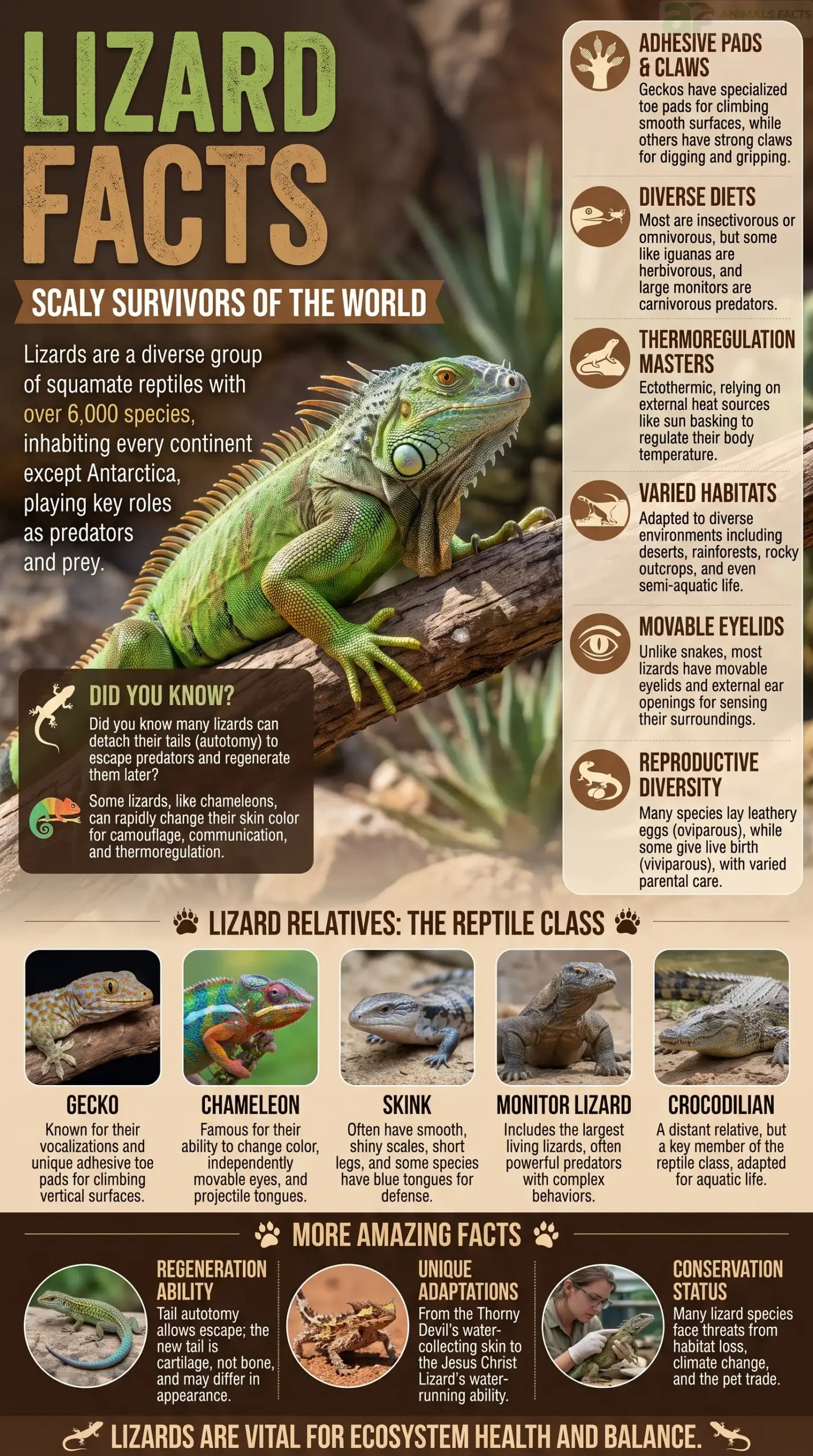lizard facts for kids