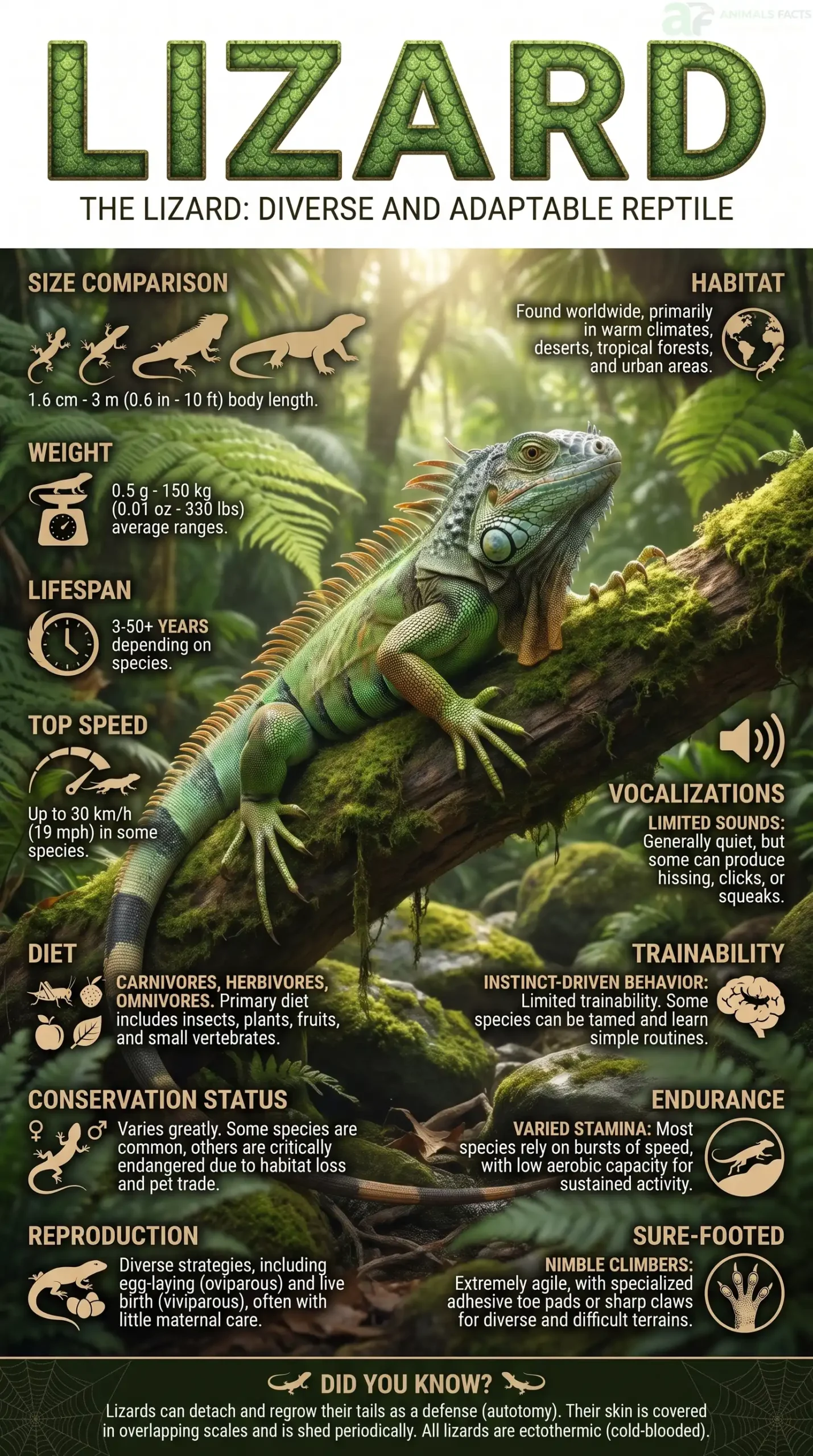 lizard images