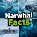 narwhal facts