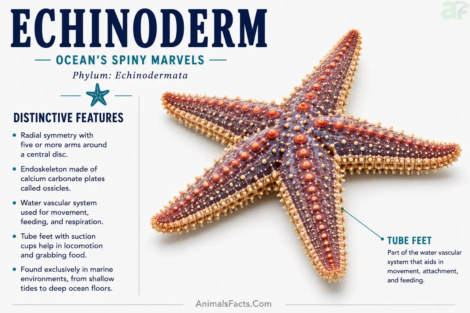 The Echinoderm