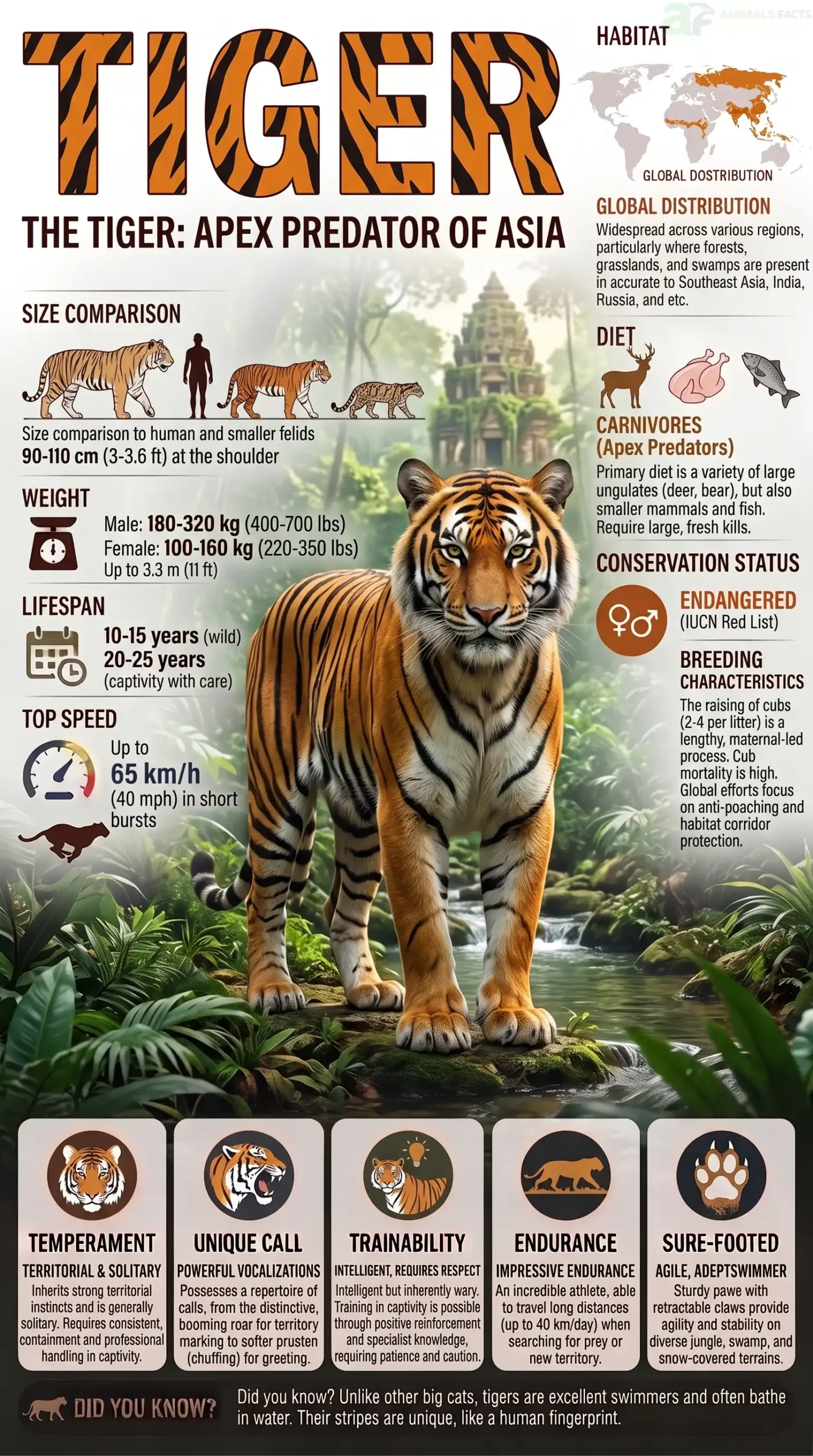 tiger animal