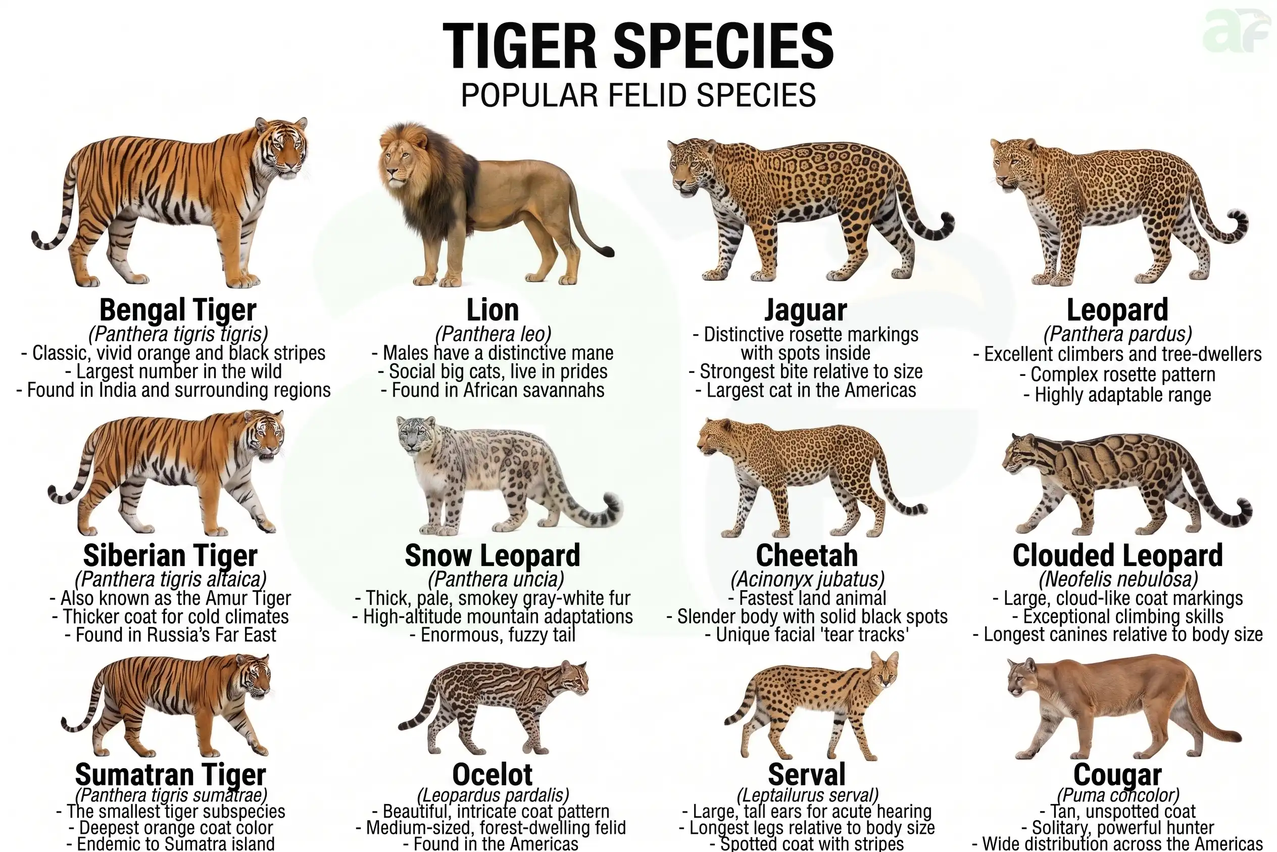 tiger species