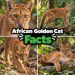 African Golden Cat Facts