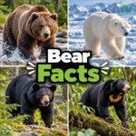 bear facts