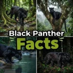 Black Panther Facts