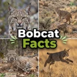 bobcat facts
