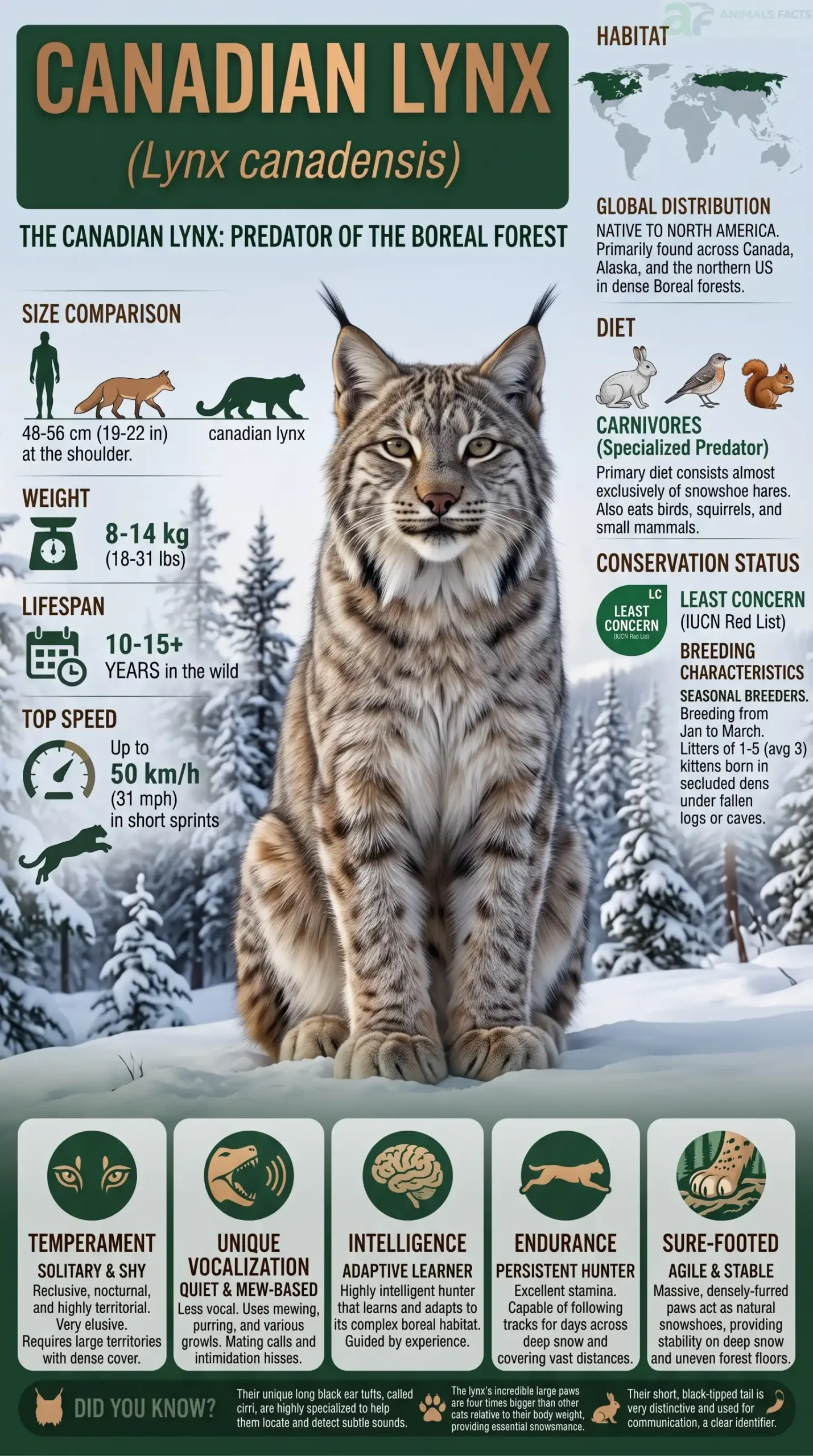 Canadian Lynx