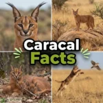 Caracal facts