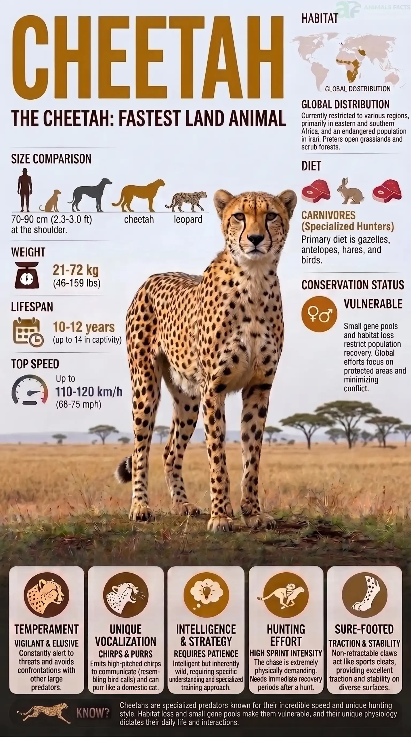 cheetah animal