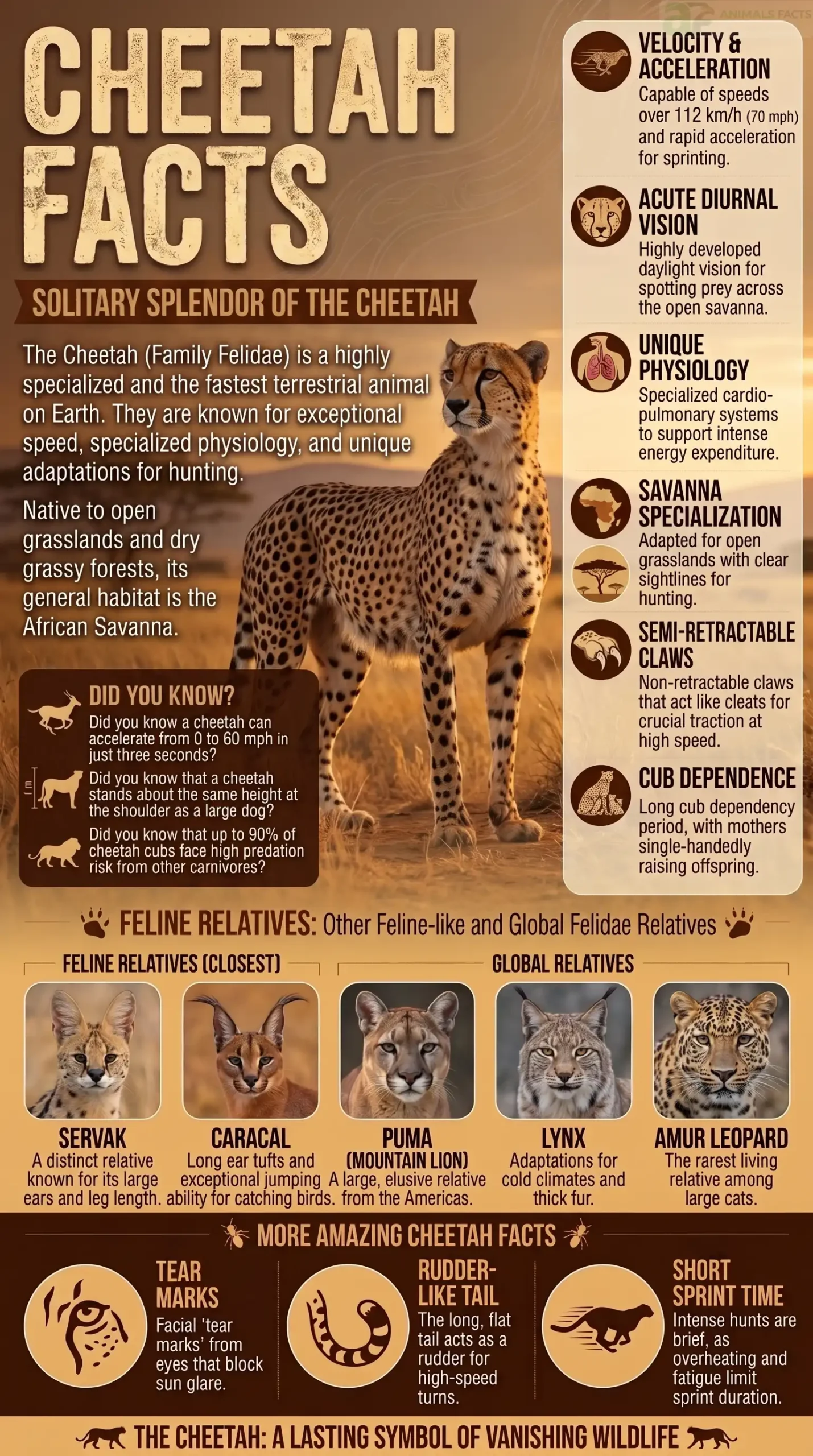 facts about cheetah