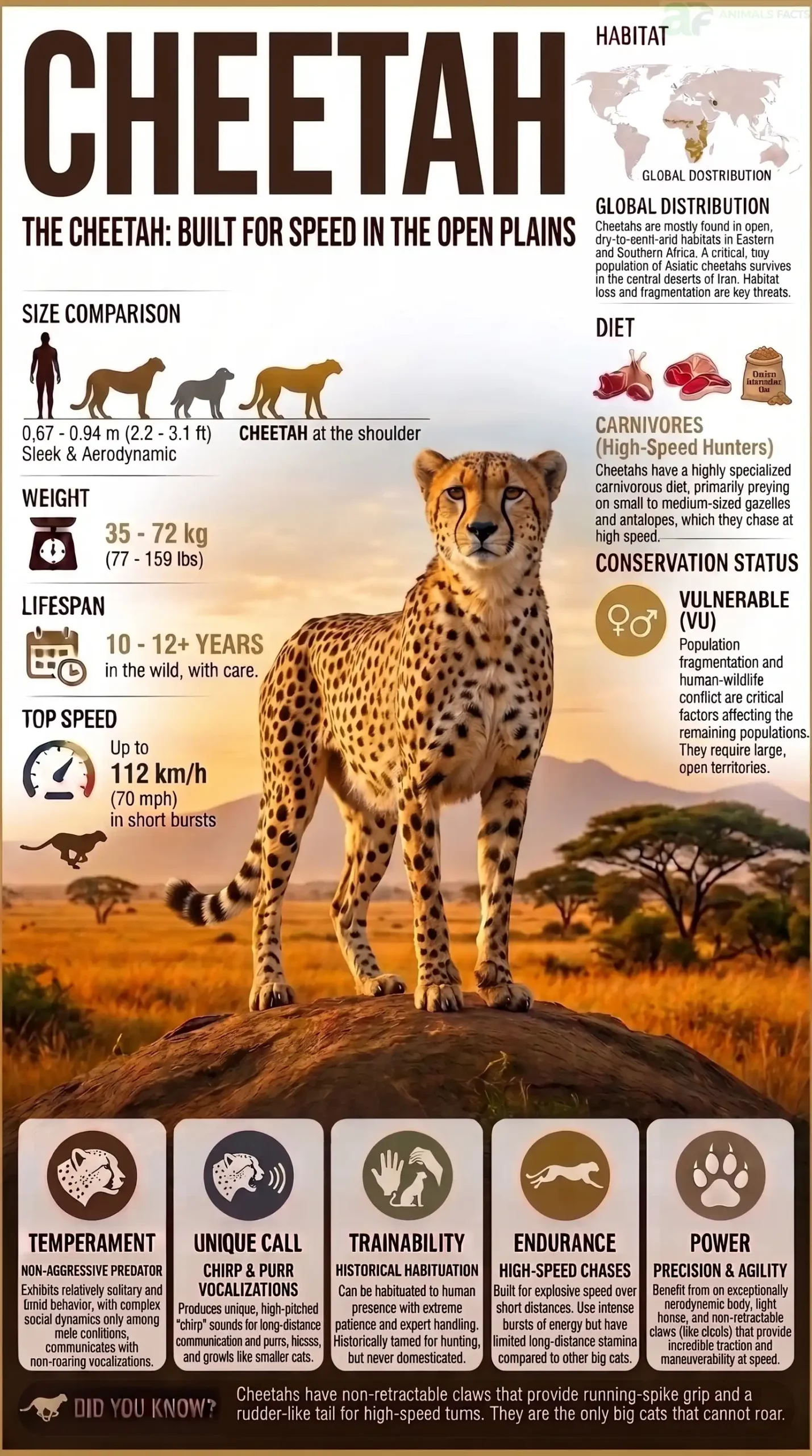 Cheetah Fastest Land Animal