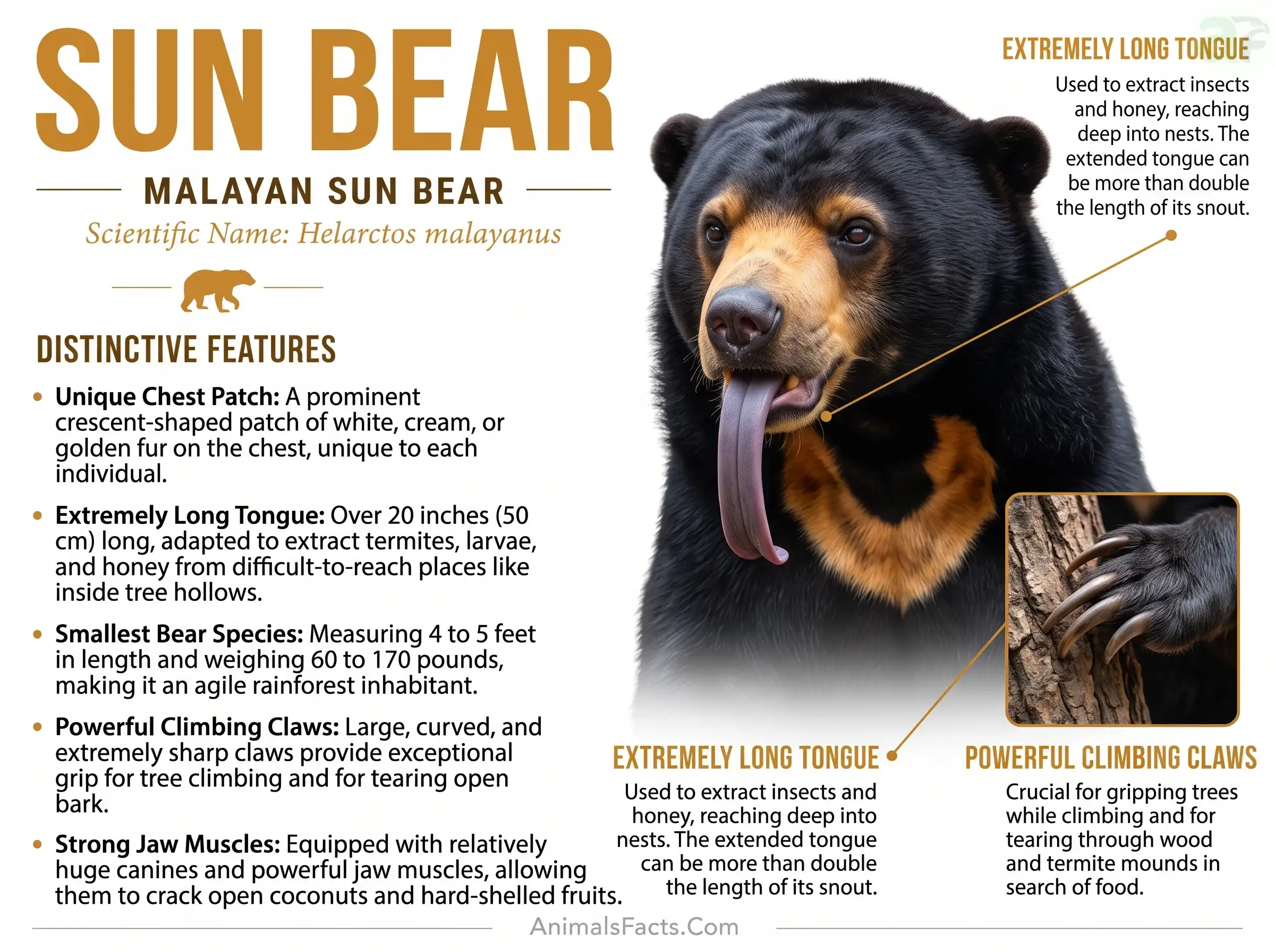 Facts about sun bears