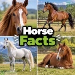 Horse Facts