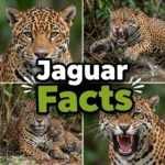 jaguar facts