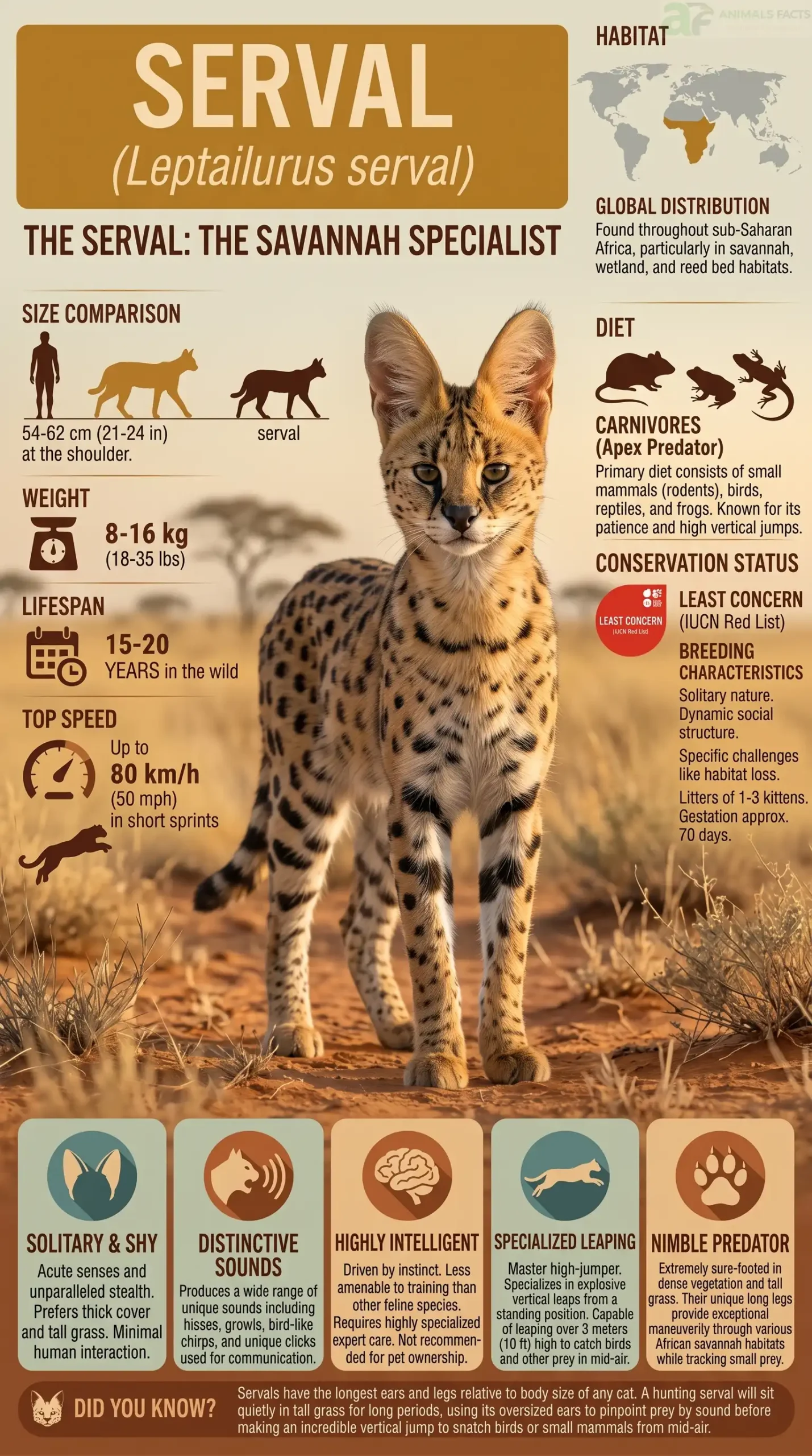 Leptailurus serval