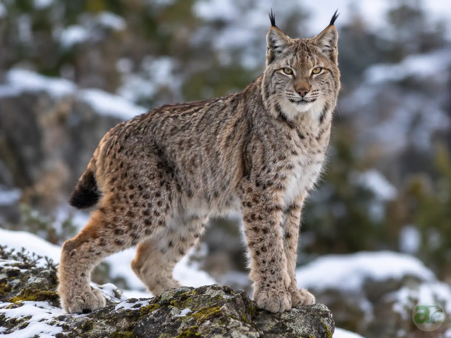 Lynx
