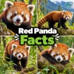 red panda facts