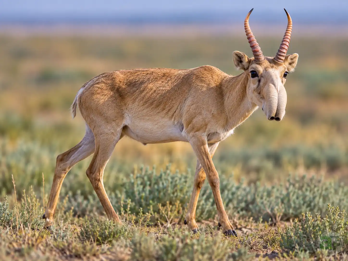 saiga