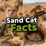 Sand Cat Facts