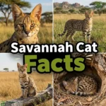Savannah Cat Facts