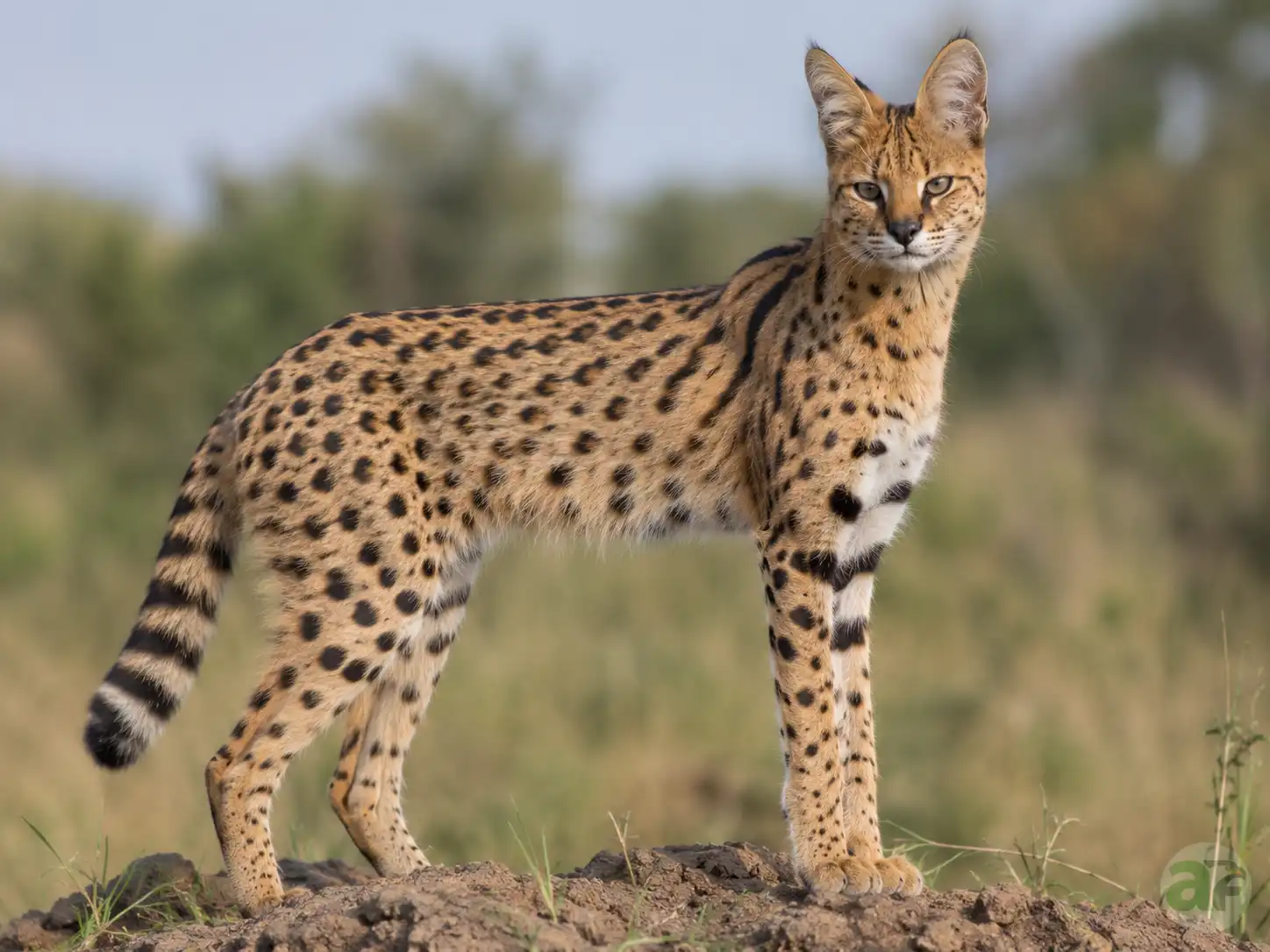Serval