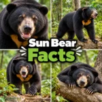 sun bear facts