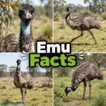 Emu Facts