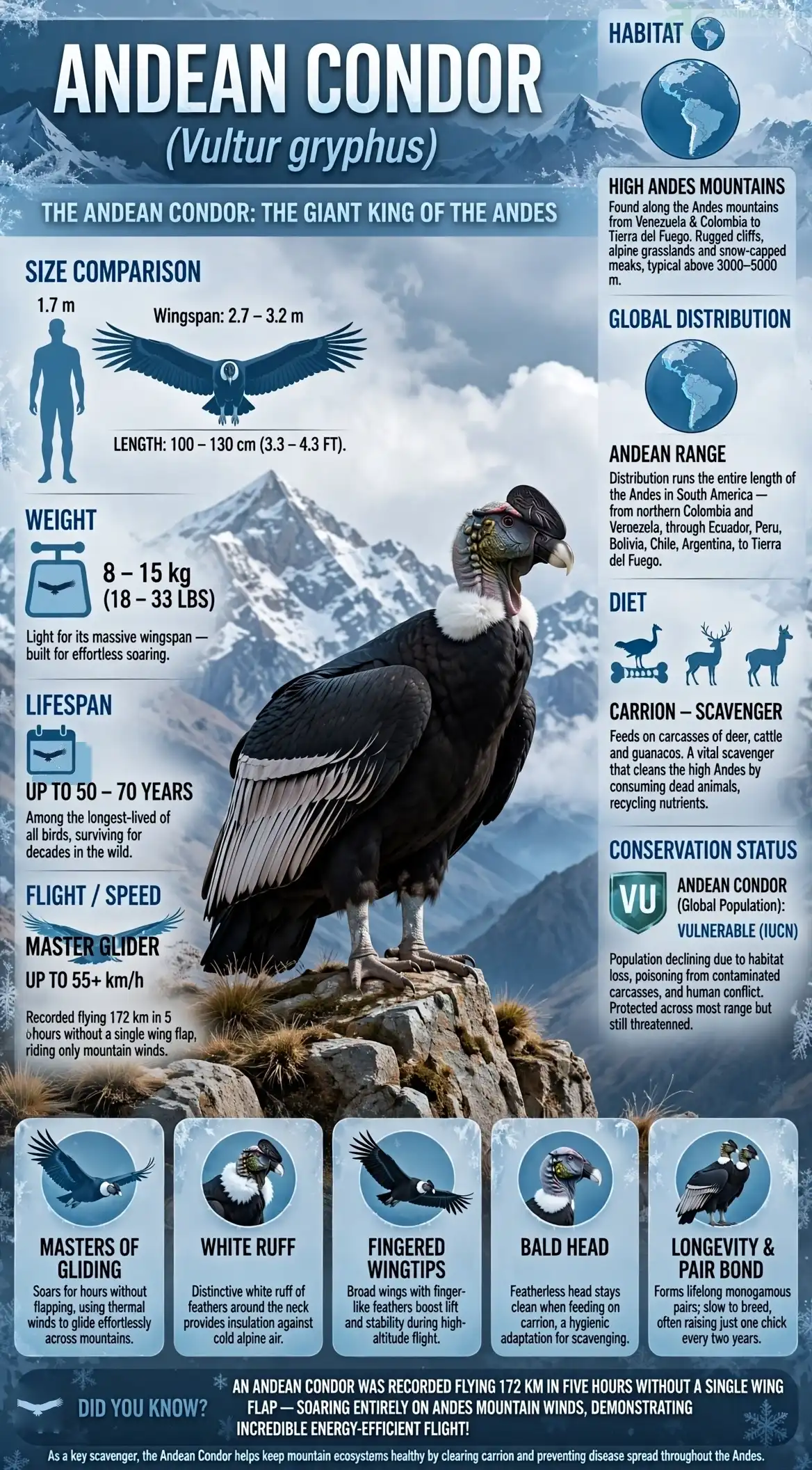 Vultur gryphus