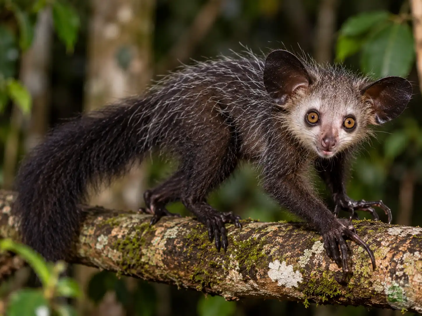 Aye-Aye
