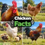 chicken facts