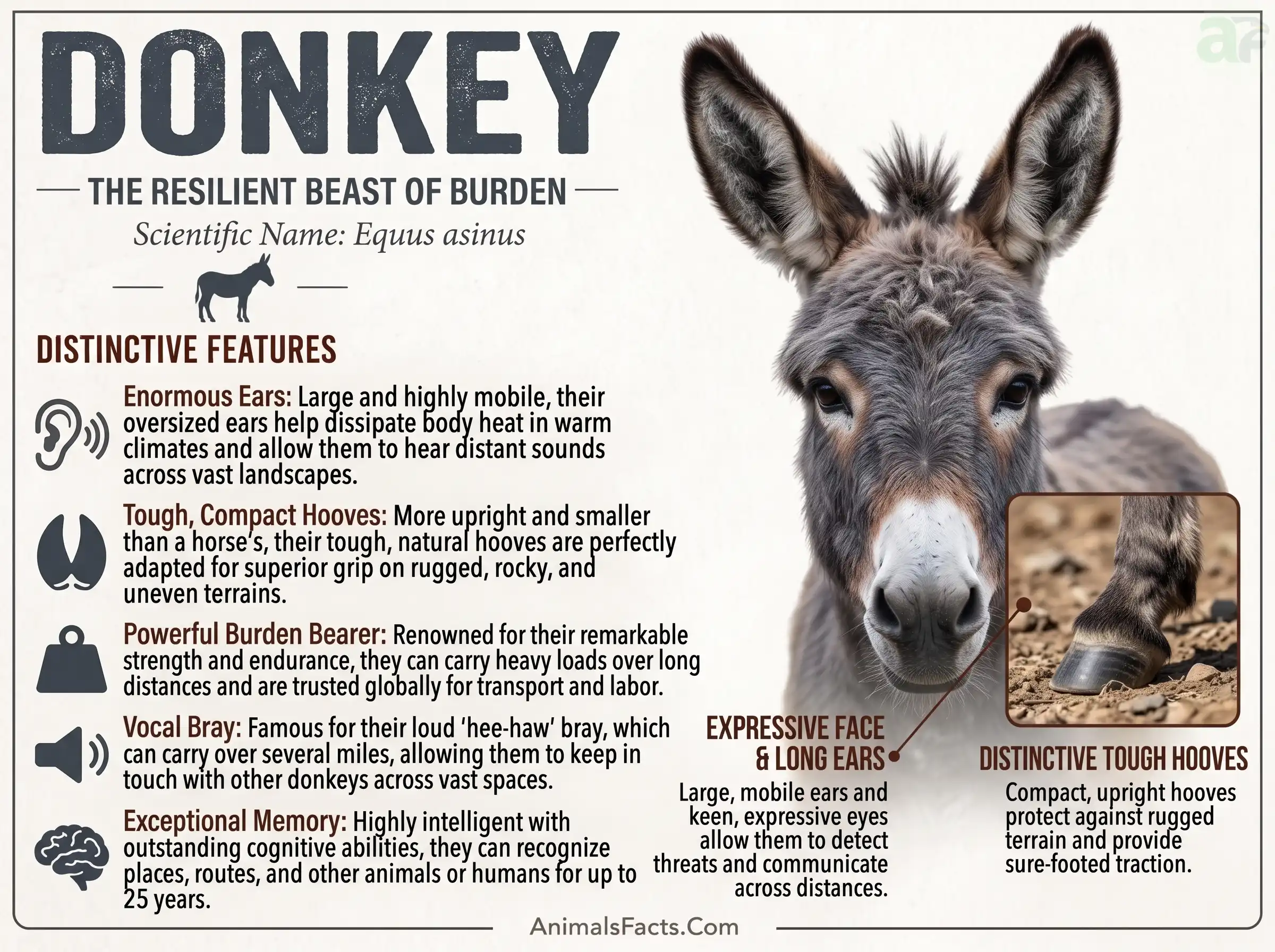 Donkey Animal