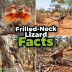 Frilled-Neck Lizard Facts