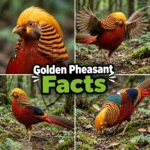 Golden Pheasant Facts