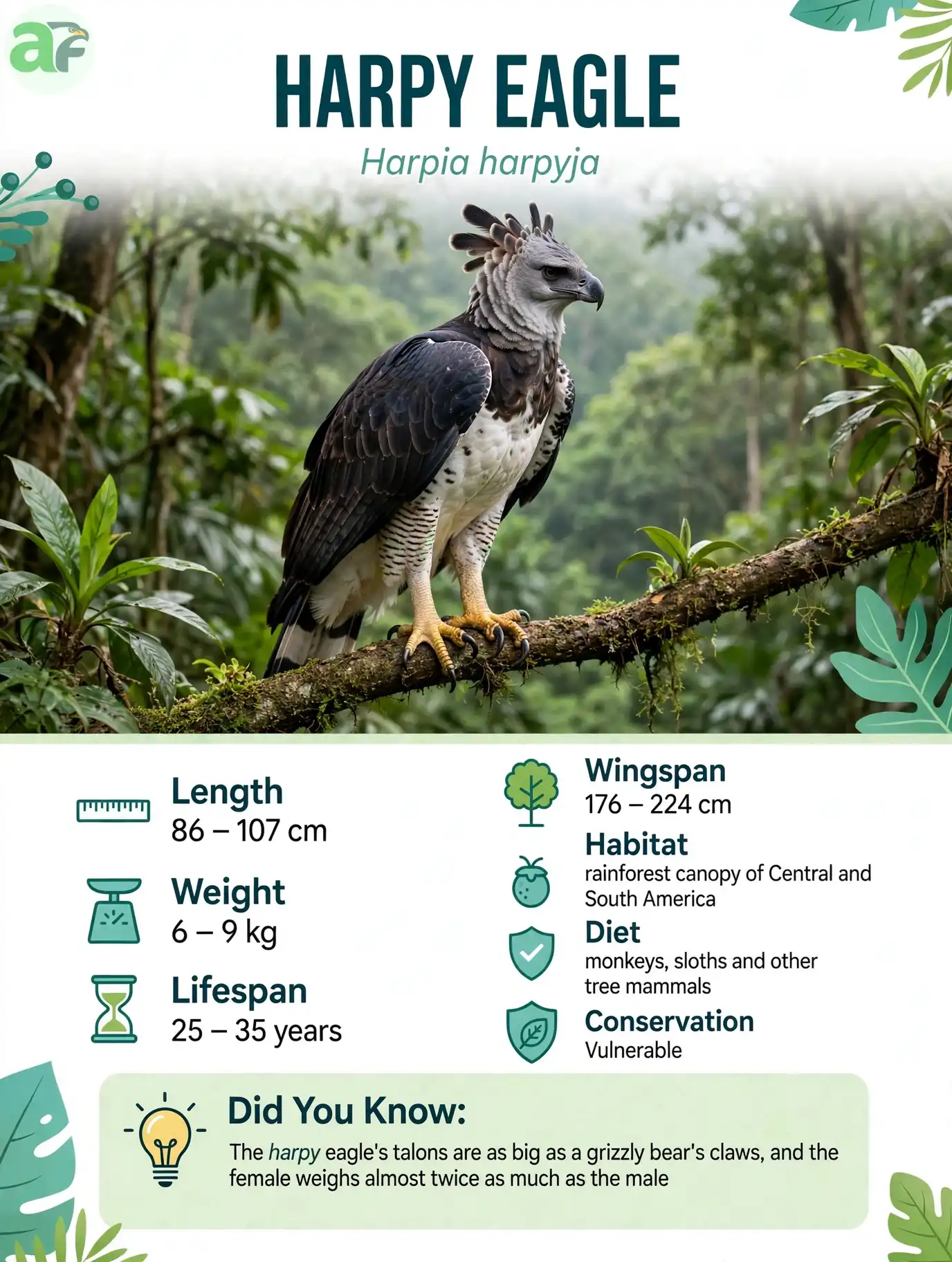 Harpy Eagle - Bird