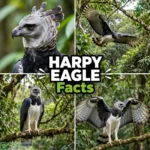 Harpy Eagle Facts